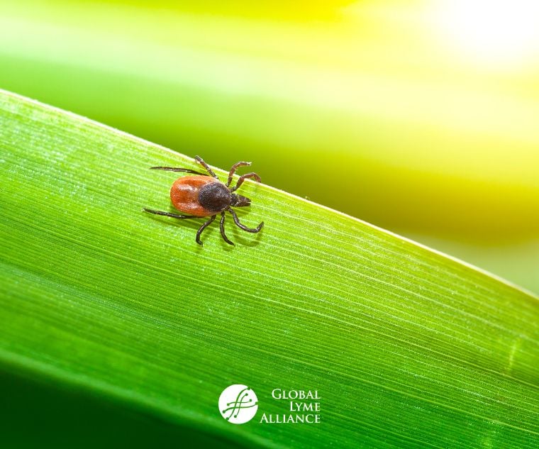 Image of blacklegged tick on leaf