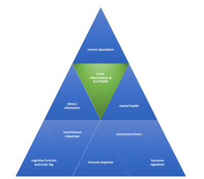 Pyramid of the gut functions