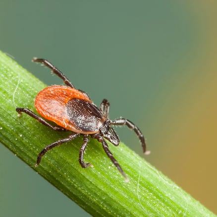 Lyme Disease Versus Rocky Mountain Spotted Fever