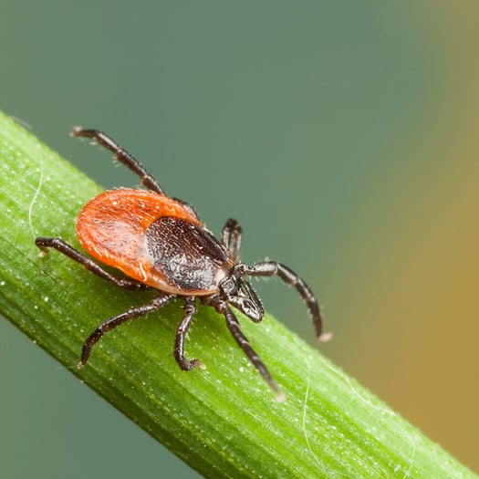 Lyme Disease Versus Rocky Mountain Spotted Fever