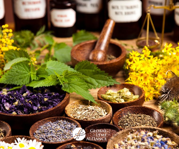 What Is Botanical Medicine? Could It Be the Key to Beating Lyme Disease?